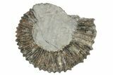 Aegocrioceras Ammonite - Germany #139347-1